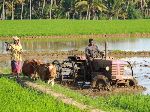 Farmer working a paddy field with a tractor in India