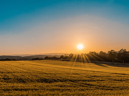 Golden agricultural field at sunset