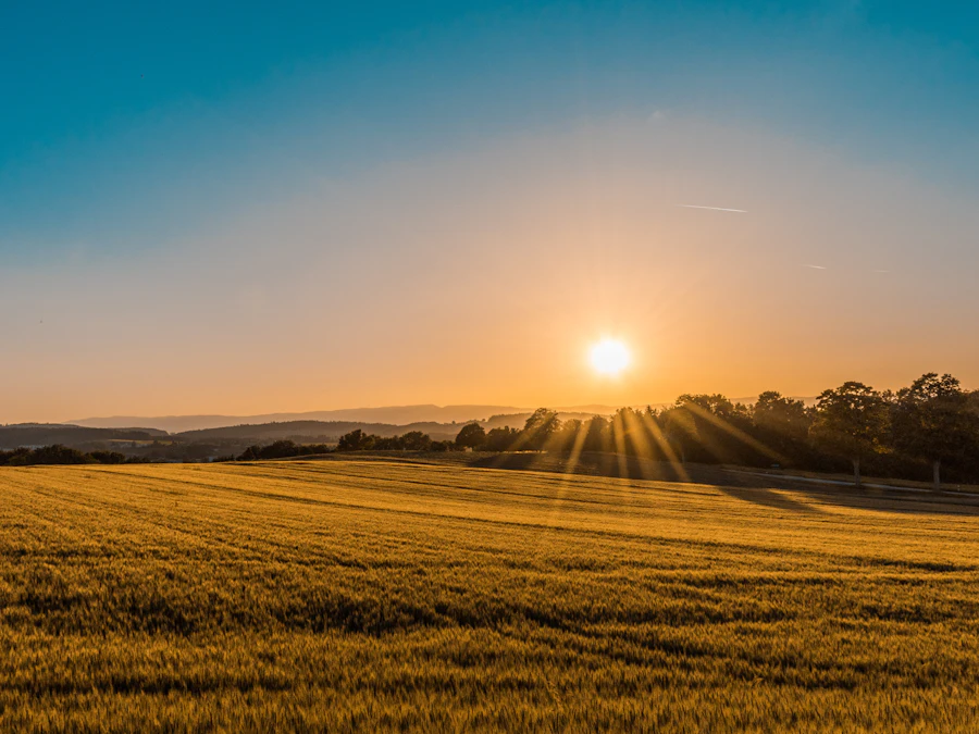 Golden agricultural field at sunset